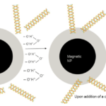 Magnetic Bead-Based Extraction: Revolutionizing High-Throughput Nucleic Acid Purification