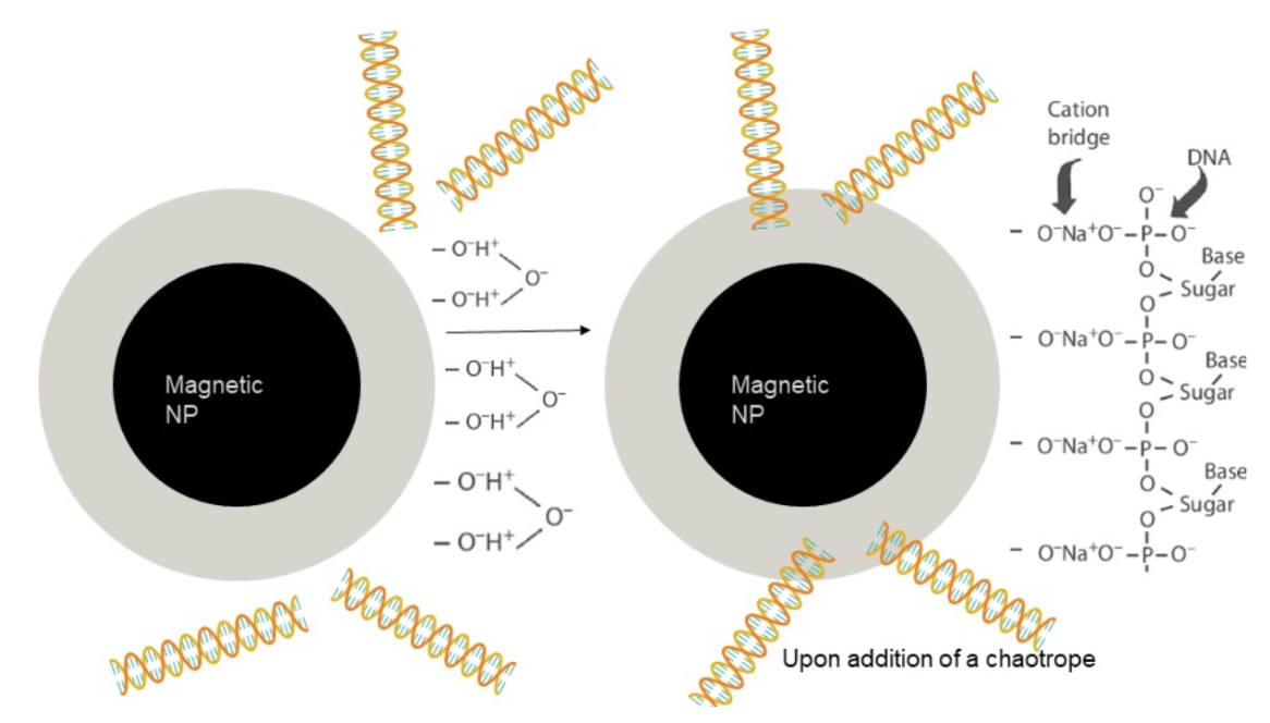 nucleic acid purification