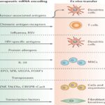 SARS-COV-2 mRNA VACCINE DEVELOPMENT