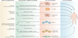 SARS-COV-2 mRNA VACCINE DEVELOPMENT